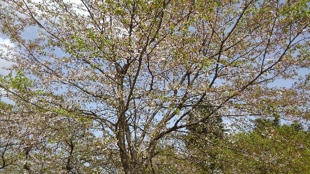 f:id:nabe6120:20240417162119j:image
