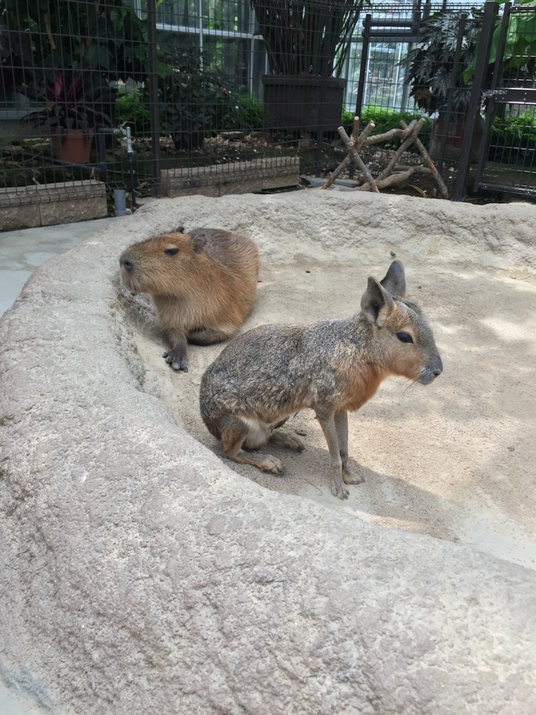 HDE Advent Calendar Day 20 WinterはCapybaraとOnsen Zanmai HDE Advent