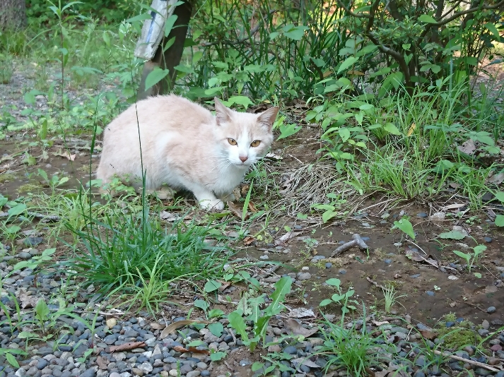 f:id:nabesan_syouten:20200614155518j:plain