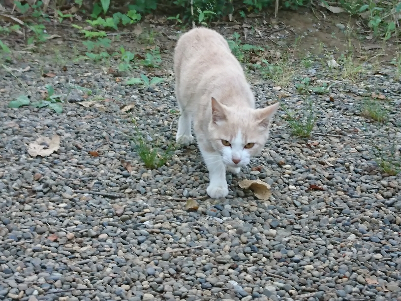 f:id:nabesan_syouten:20200614155701j:plain