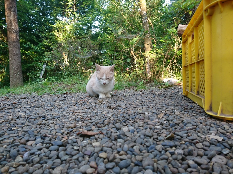 f:id:nabesan_syouten:20200614155842j:plain