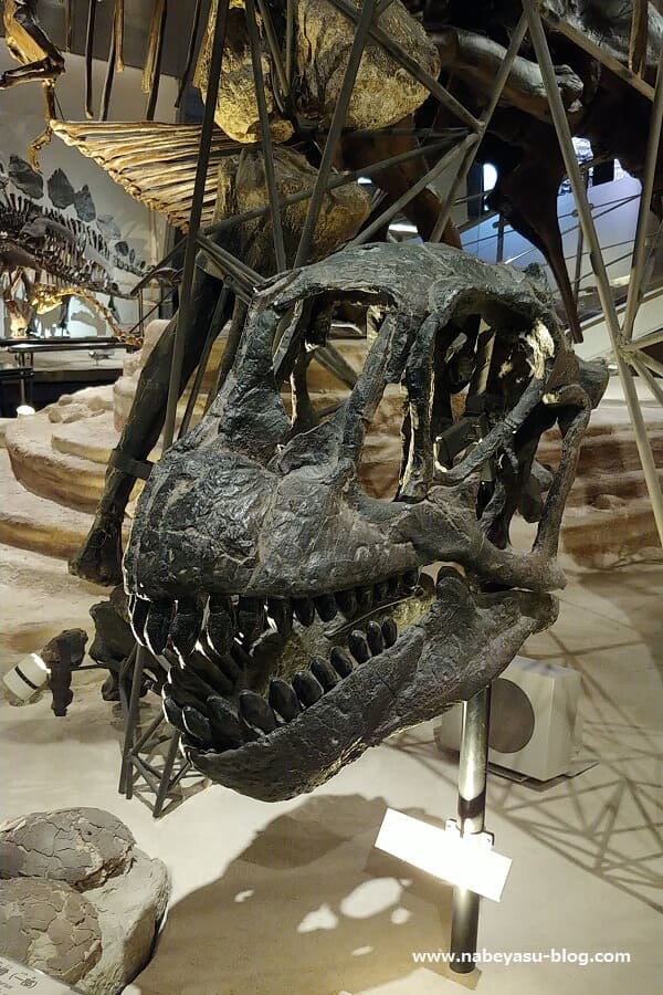プレシオサウルスの仲間の骨化石