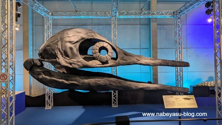 ショニサウルス（頭骨）