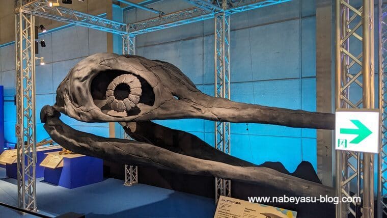 ショニサウルス（頭骨）