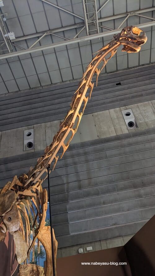 トゥリアサウルス骨格標本