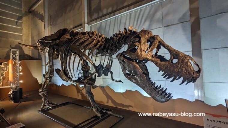 ティラノサウルス（巨大恐竜展2024）