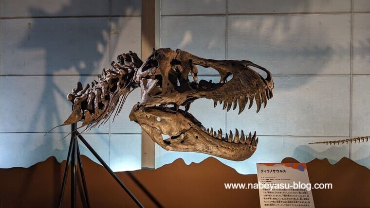 ティラノサウルス頭骨（巨大恐竜展2024）