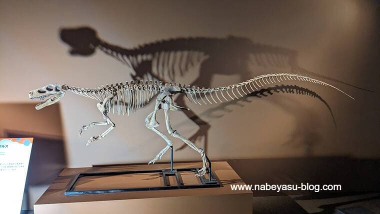 ヘレラサウルス骨格標本（巨大恐竜展2024）