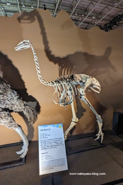 エピオルニスの骨格標本