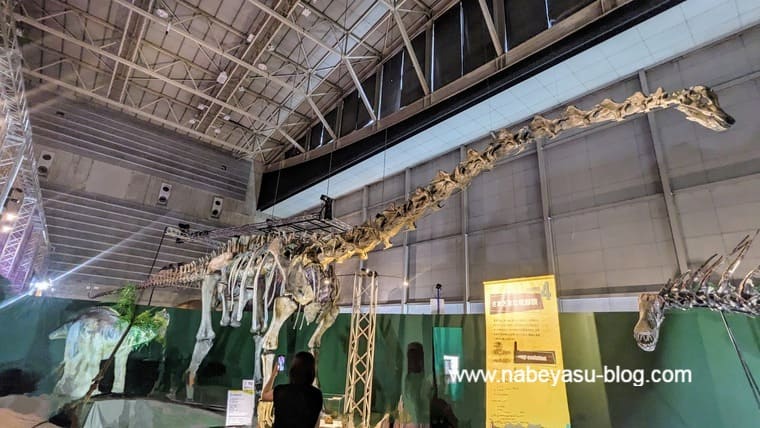 ディプロドクス（巨大恐竜展2024）