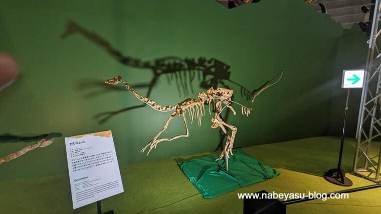 ガリミムス骨格標本（巨大恐竜展2024）