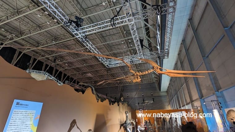 プテラノドン復元骨格標本（巨大恐竜展2024）