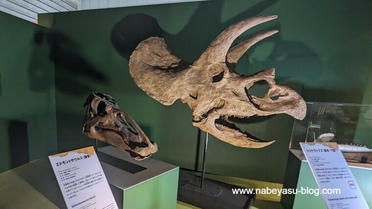 トリケラトプスとエドモントサウルスの頭骨標本（巨大恐竜展2024）