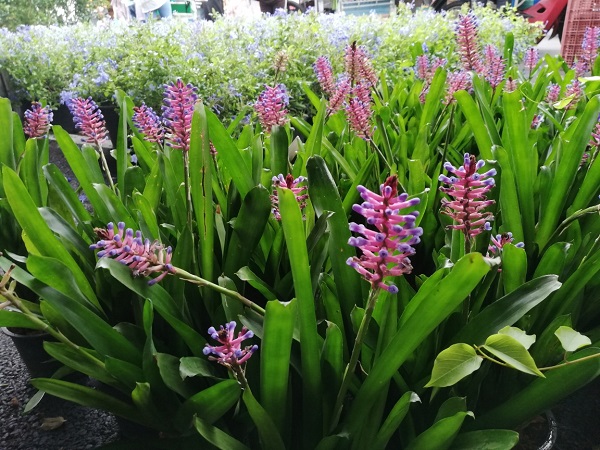 水曜日のチャトチャックマーケットは激安植木市 ドイトゥンカフェも30 オフ タイで仕事中 なびこのバンコク暮らしと旅話