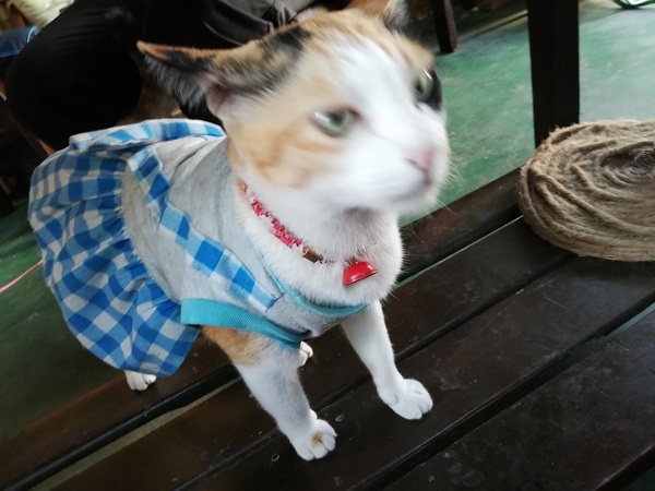 f:id:nabikotan:20210124220827j:plain