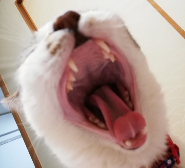 f:id:nabikotan:20211009132757j:plain