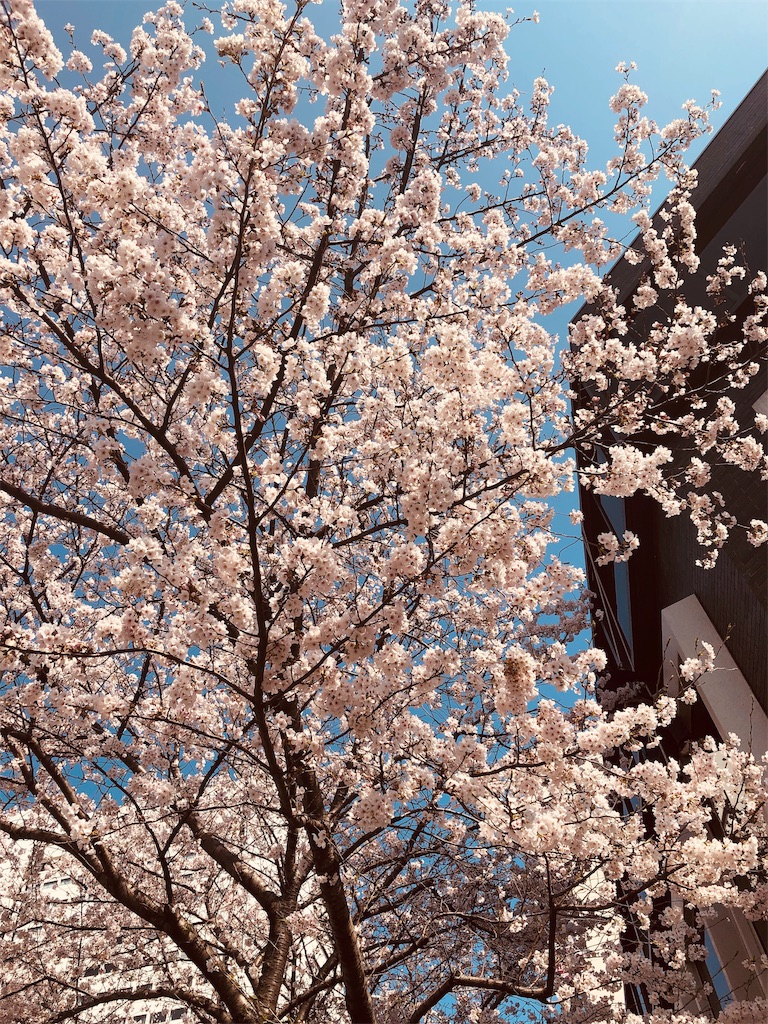 f:id:nacco-s2:20190415200033j:image f:id:nacco-s2:20190415200033j:image