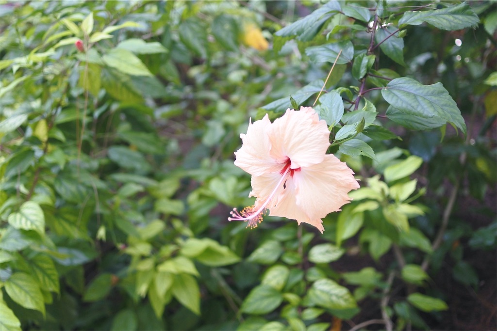 f:id:naccotours:20260330163941j:image