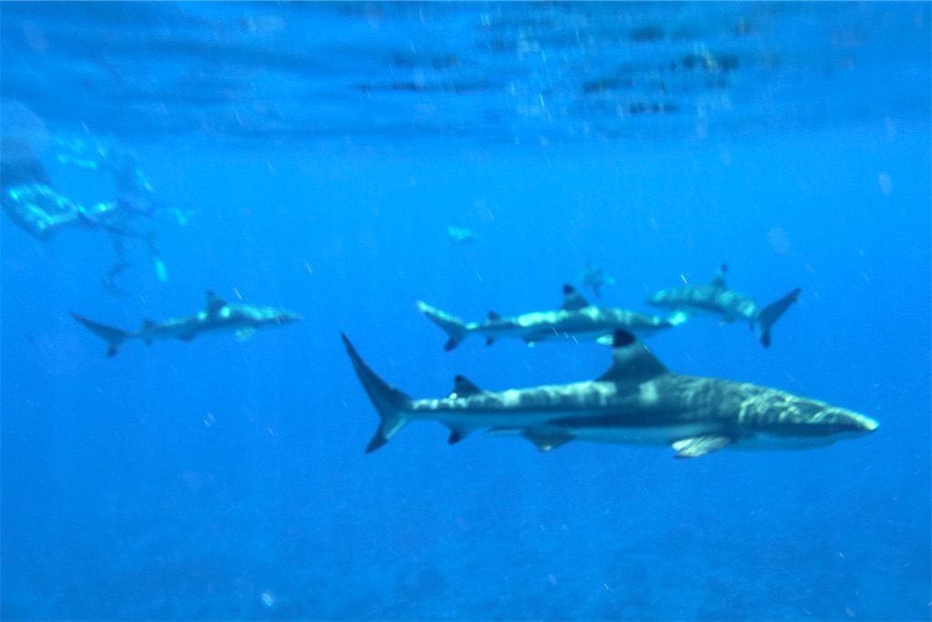 f:id:naccotours:20260331090847j:image