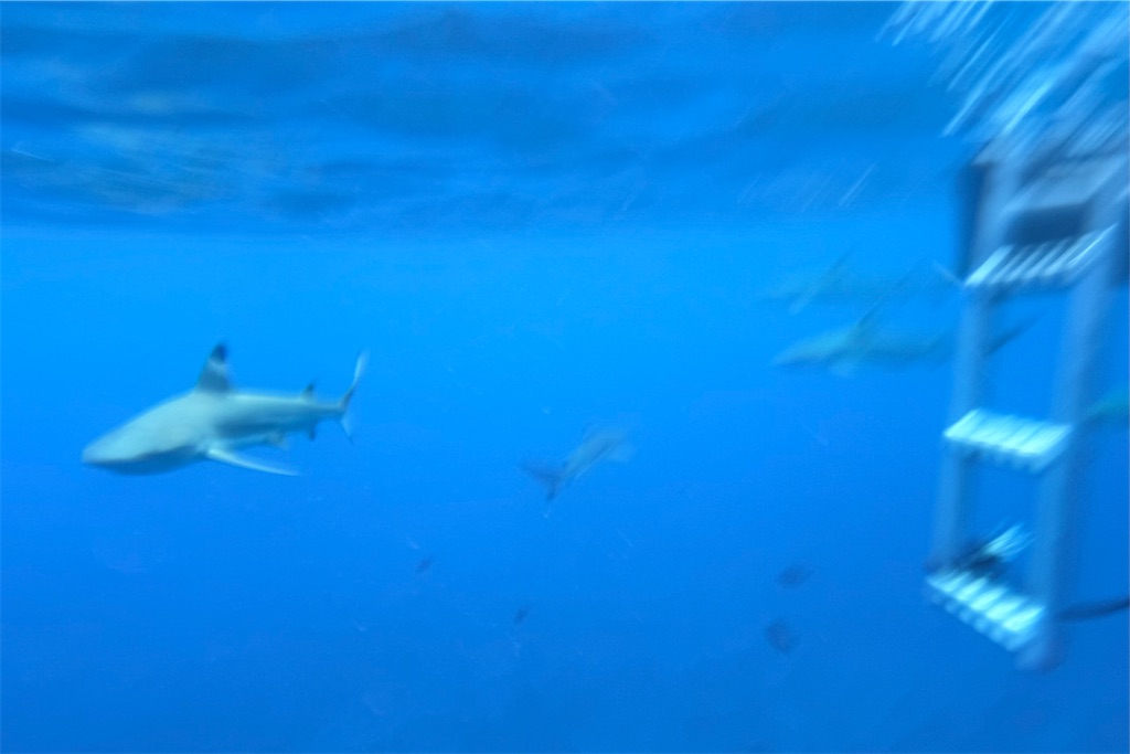 f:id:naccotours:20260331090850j:image