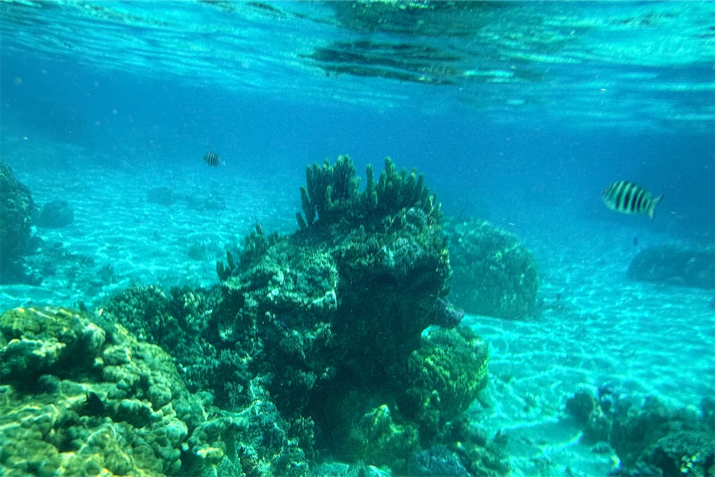f:id:naccotours:20260331165627j:image