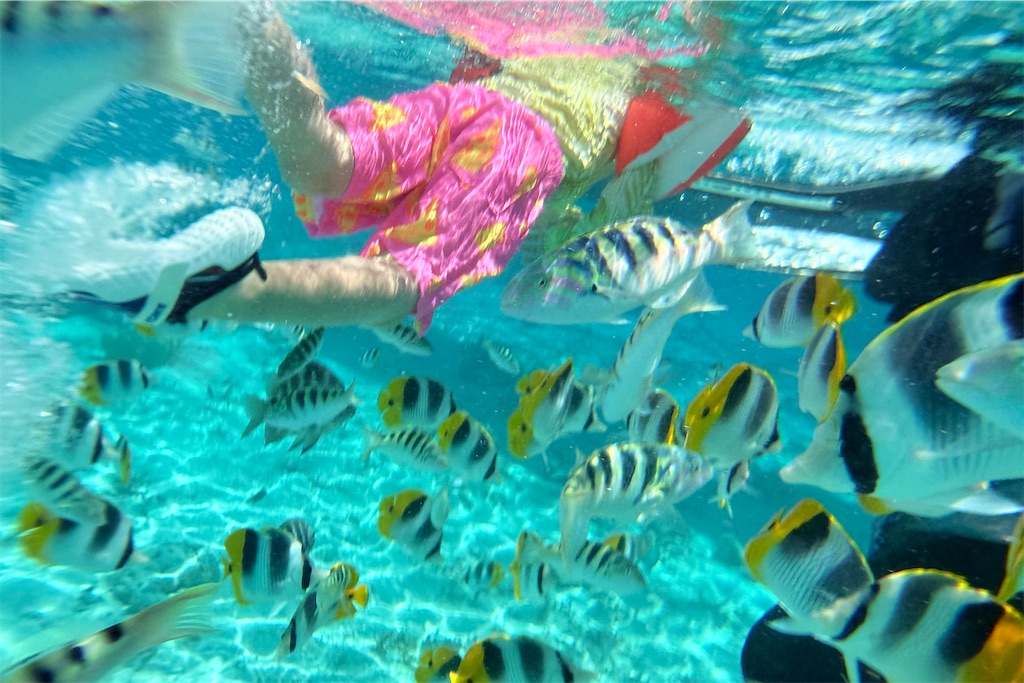 f:id:naccotours:20260331165631j:image