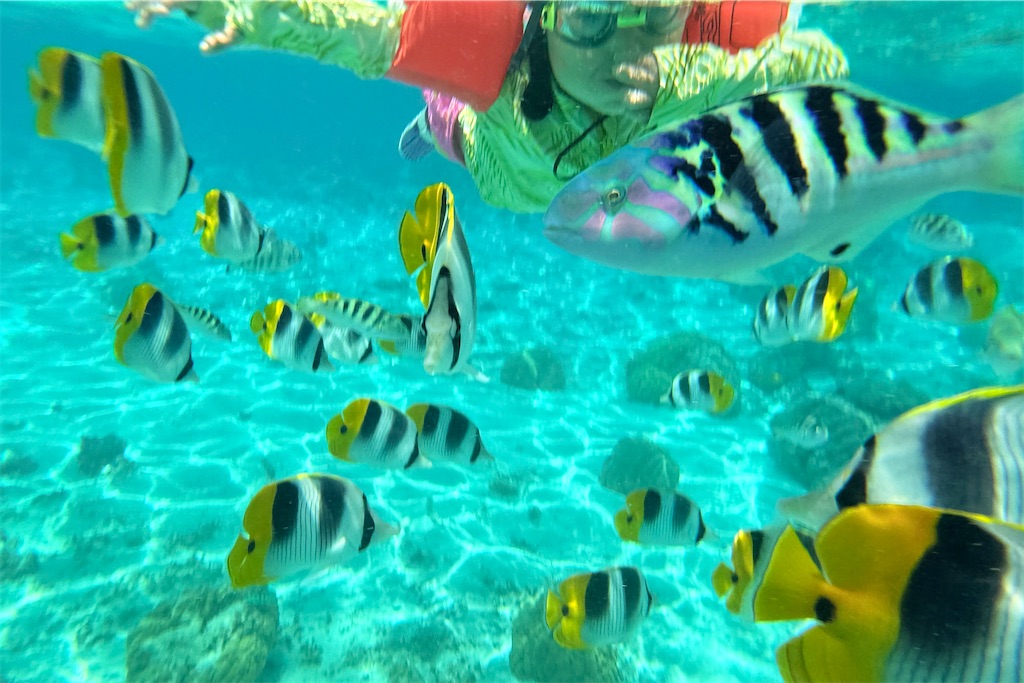 f:id:naccotours:20260331165634j:image