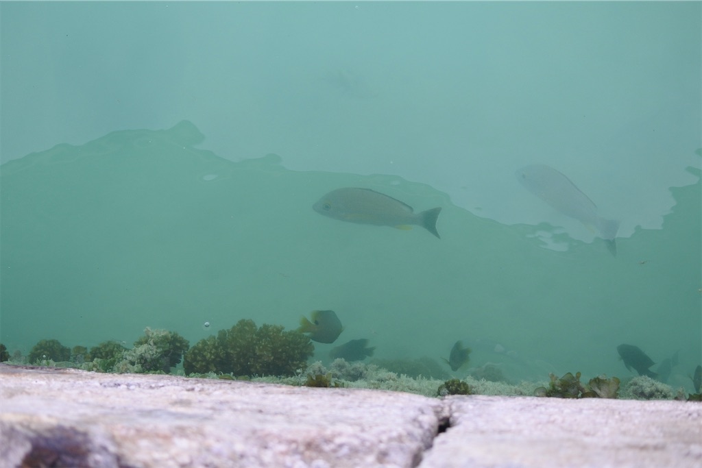 f:id:naccotours:20260401163015j:image