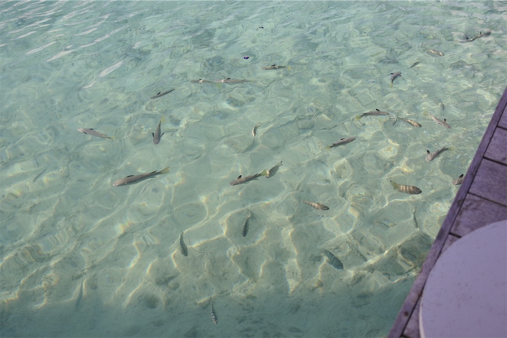 f:id:naccotours:20260402162828j:image