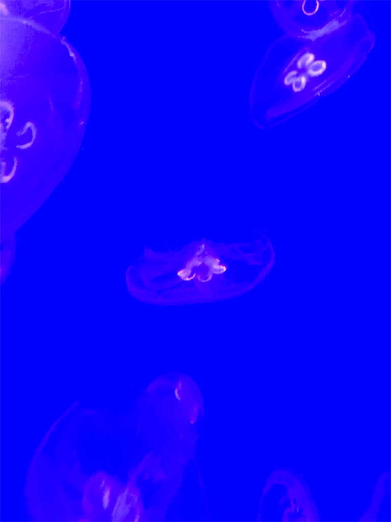 f:id:nachi321:20190420192541j:image