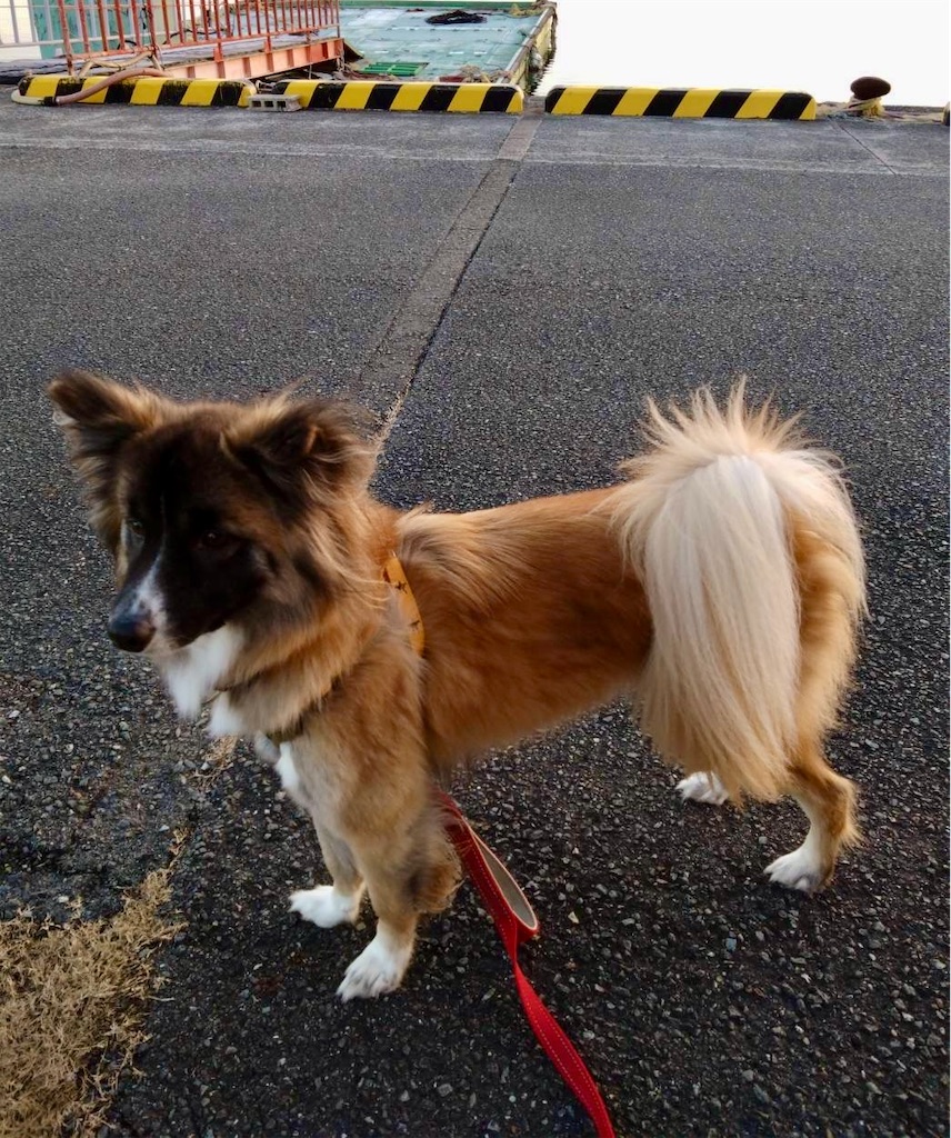 f:id:nachi_dog:20260317112112j:image