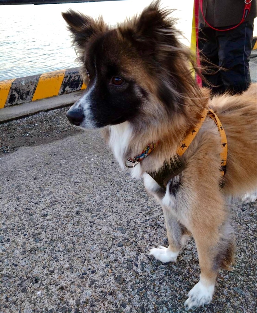f:id:nachi_dog:20260317112125j:image