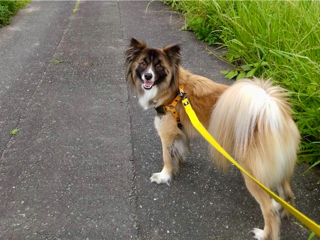 f:id:nachi_dog:20260617094343j:image f:id:nachi_dog:20260617094343j:image