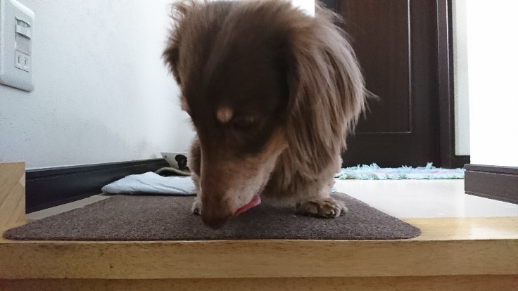 f:id:nachiwo:20190331122835j:plain f:id:nachiwo:20190331122835j:plain