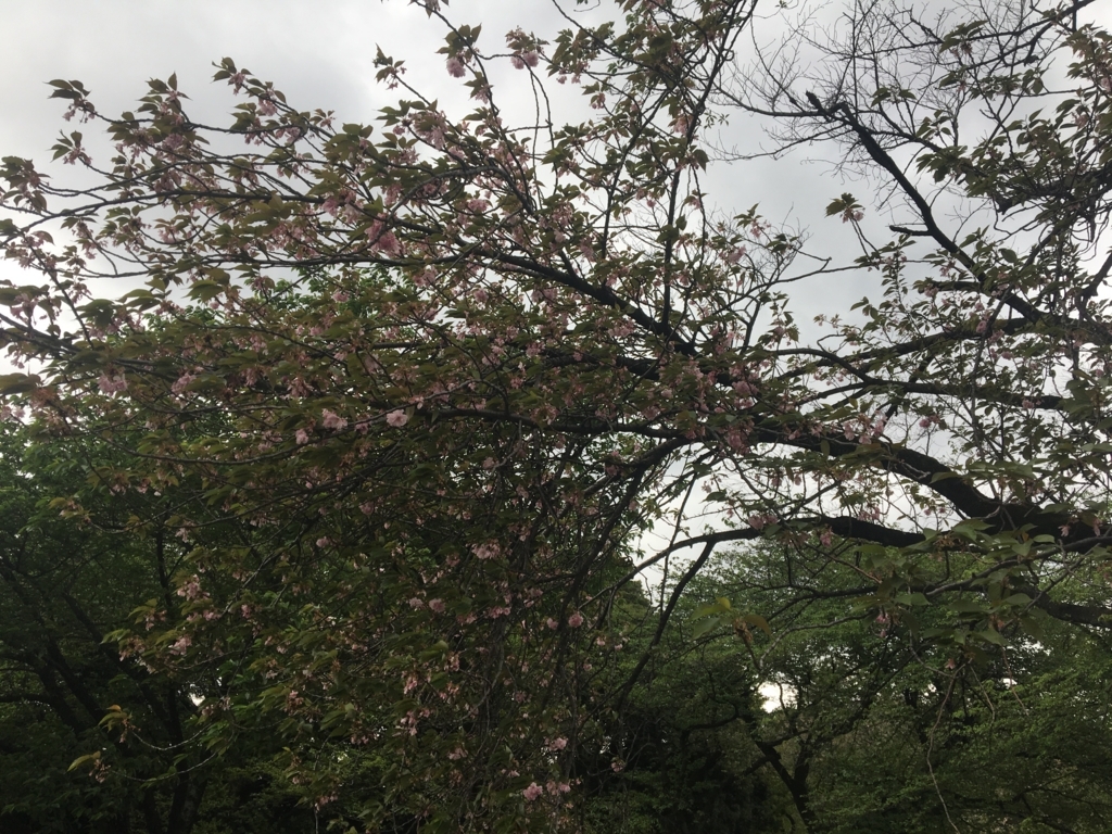 f:id:nacho___cheese:20180417120940j:plain