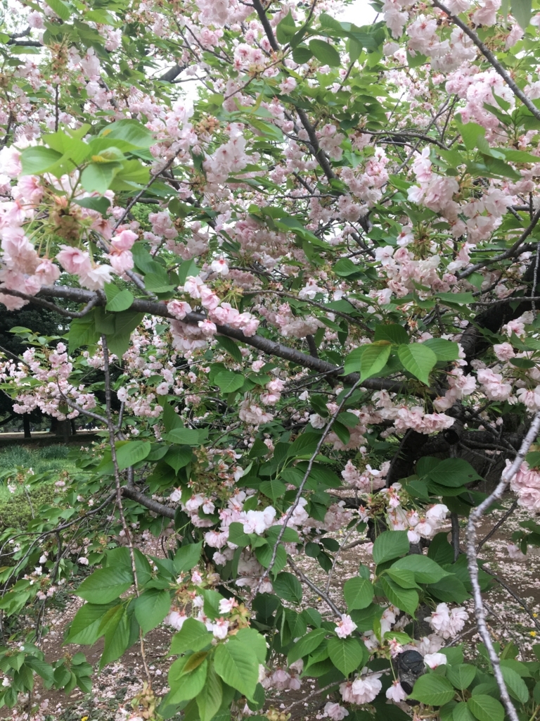 f:id:nacho___cheese:20180417121220j:plain