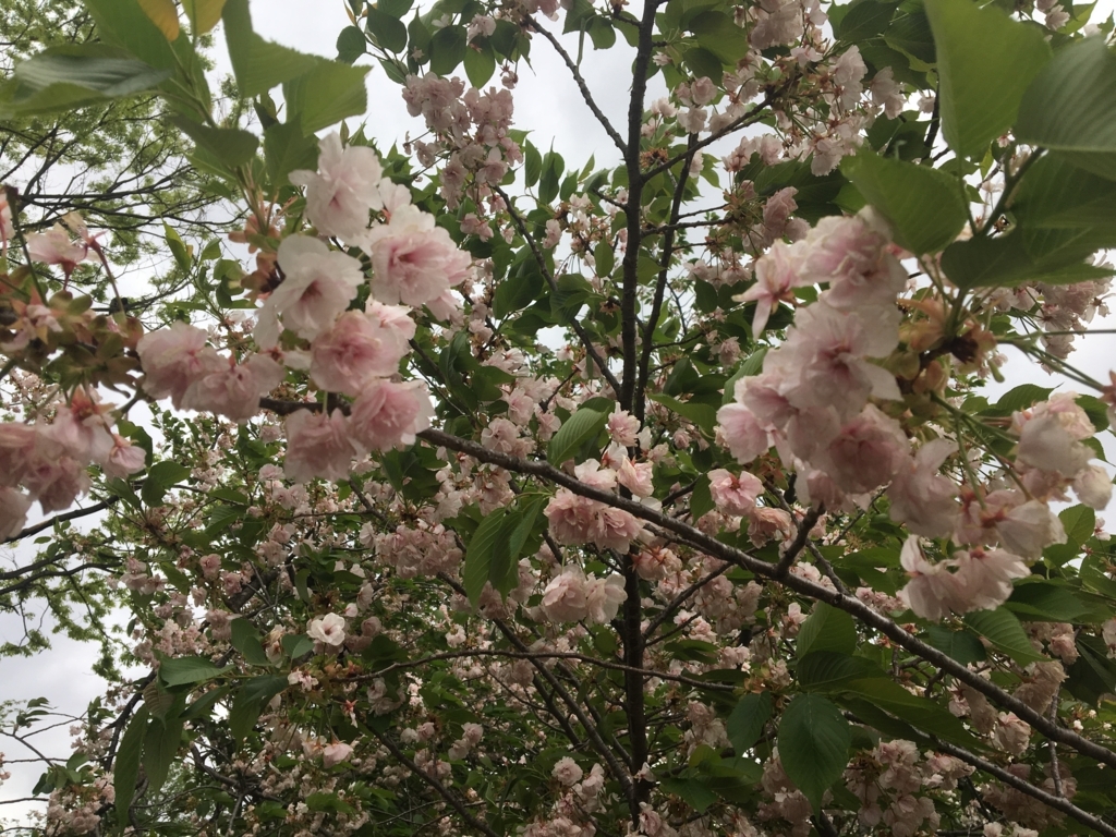 f:id:nacho___cheese:20180417121245j:plain