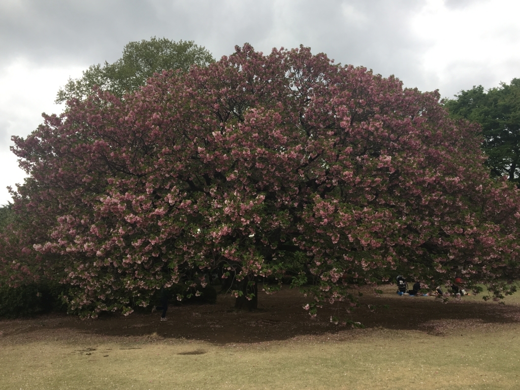 f:id:nacho___cheese:20180417122135j:plain