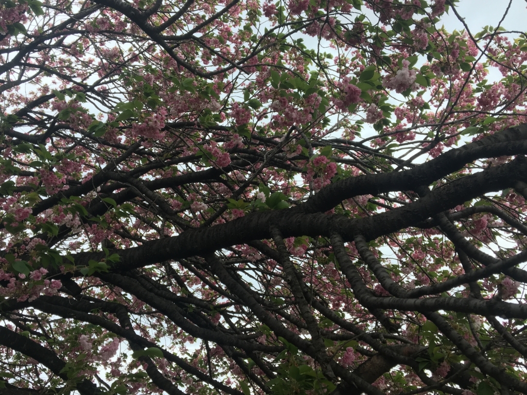 f:id:nacho___cheese:20180417133429j:plain