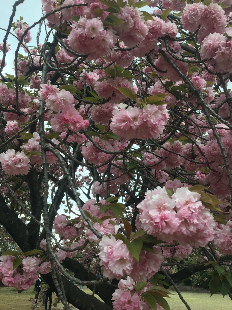 f:id:nacho___cheese:20180417134026j:plain