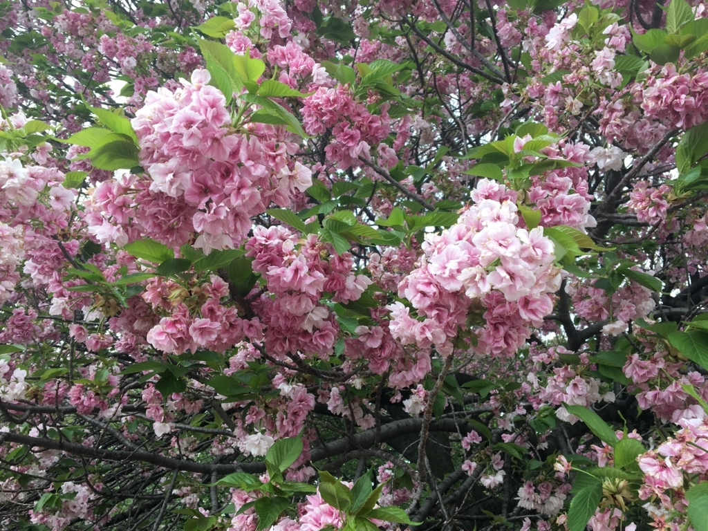 f:id:nacho___cheese:20180417135251j:plain