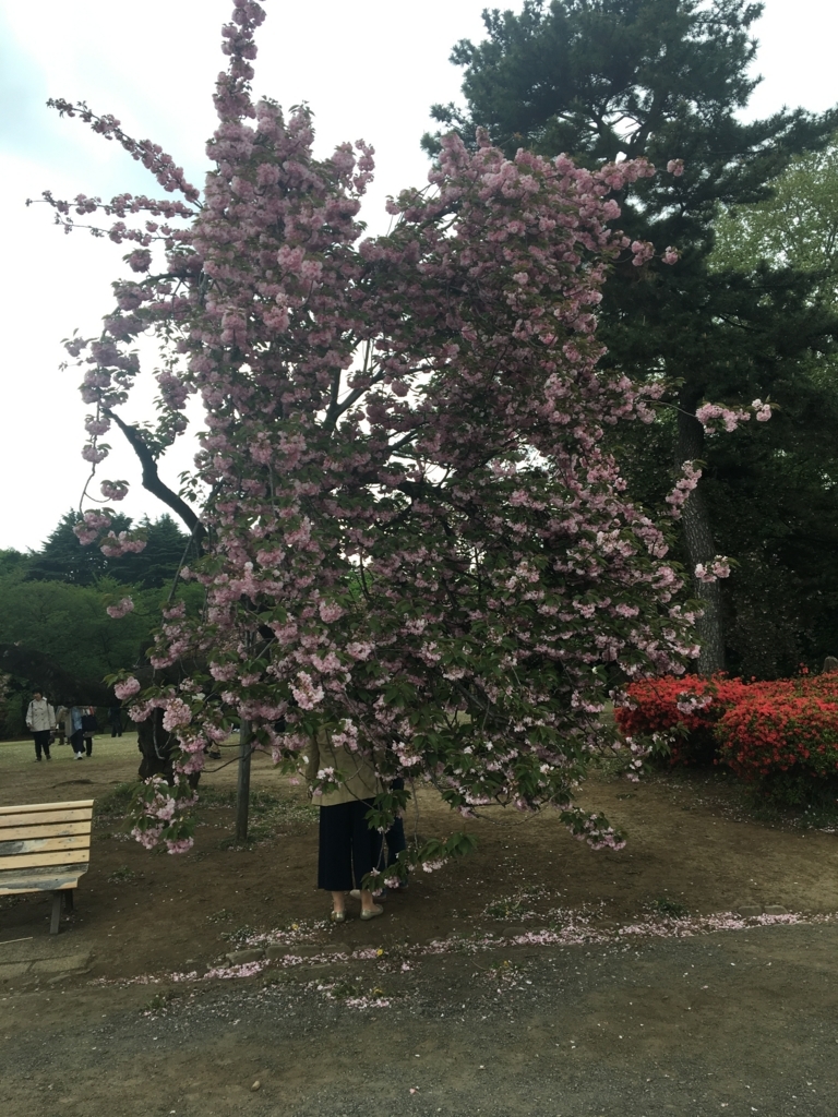 f:id:nacho___cheese:20180417135932j:plain