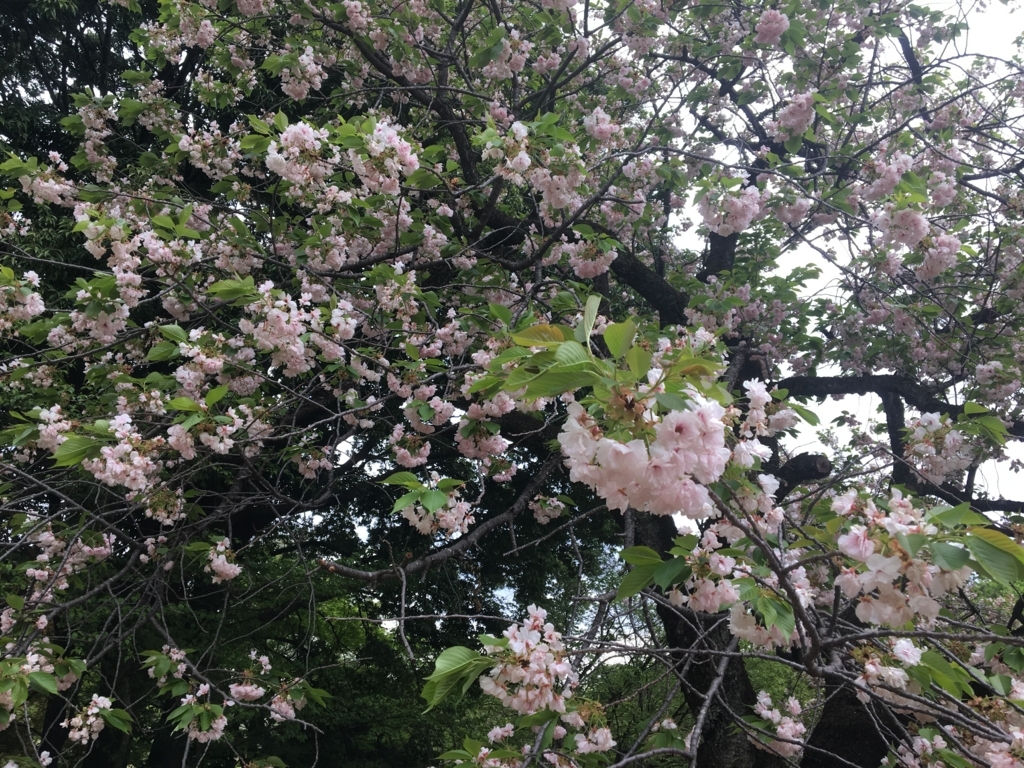 f:id:nacho___cheese:20180417140806j:plain