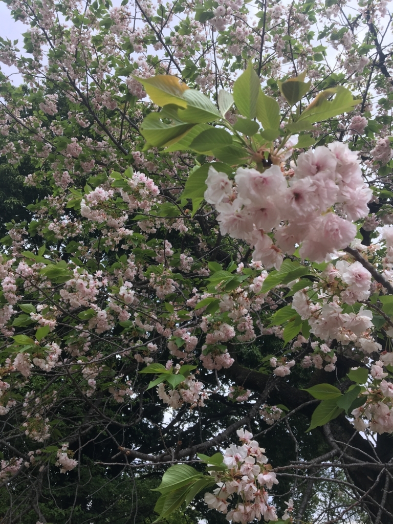 f:id:nacho___cheese:20180417140846j:plain