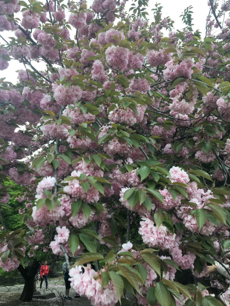 f:id:nacho___cheese:20180417141129j:plain