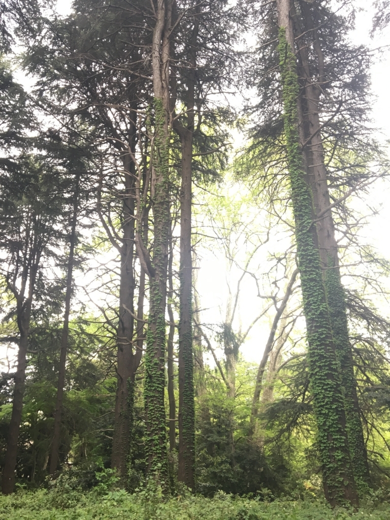 f:id:nacho___cheese:20180417141649j:plain