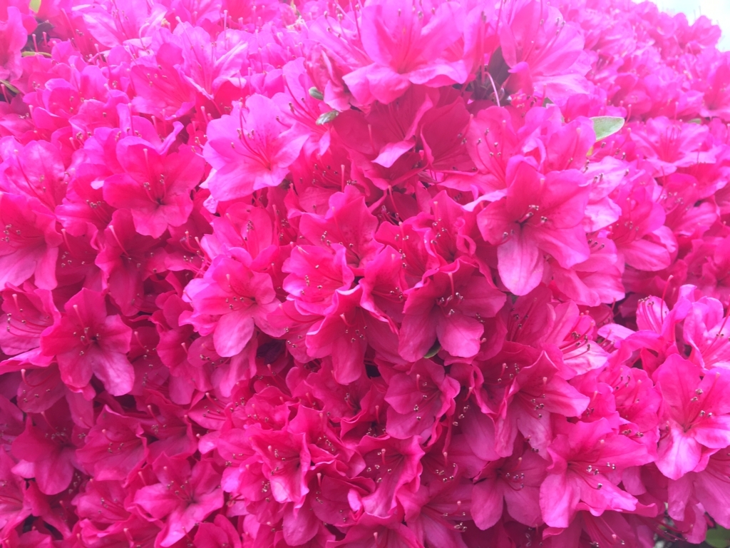 f:id:nacho___cheese:20180417142923j:plain