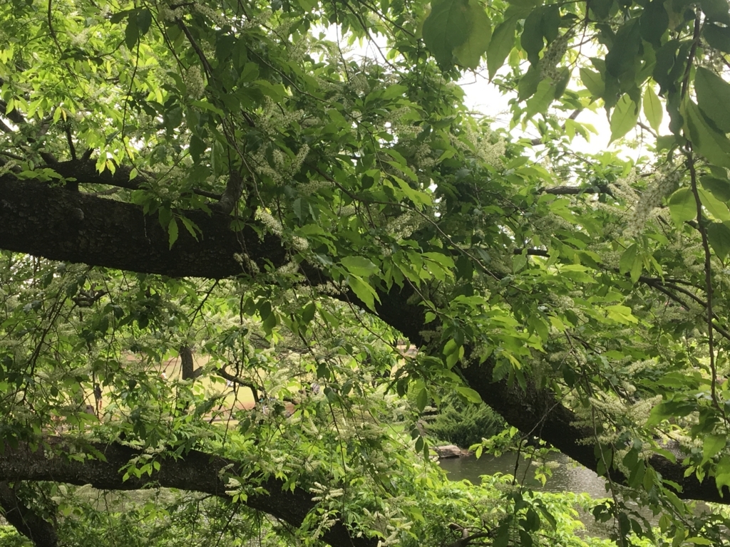 f:id:nacho___cheese:20180417143409j:plain