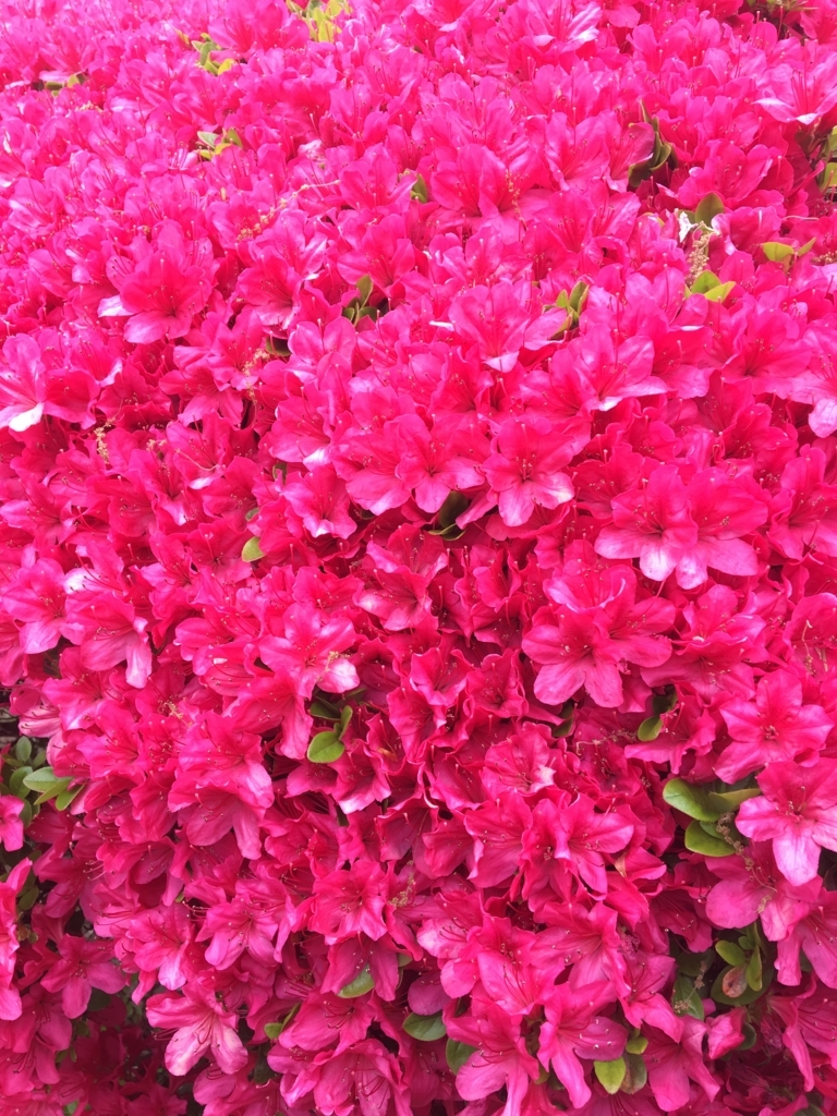 f:id:nacho___cheese:20180417152623j:plain