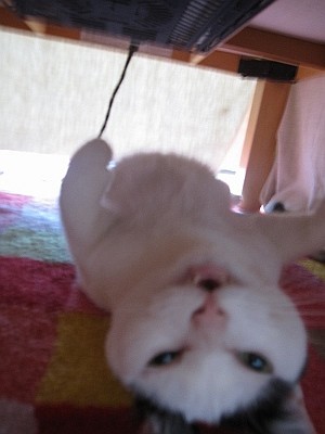f:id:nachura:20110530113530j:image f:id:nachura:20110530113530j:image